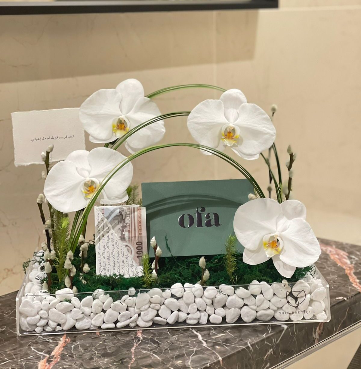 Phalaenopsis White