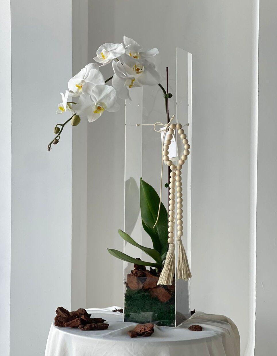 White Orchids Symbolize Innocence and Purity, as Well as Elegance and Reverence